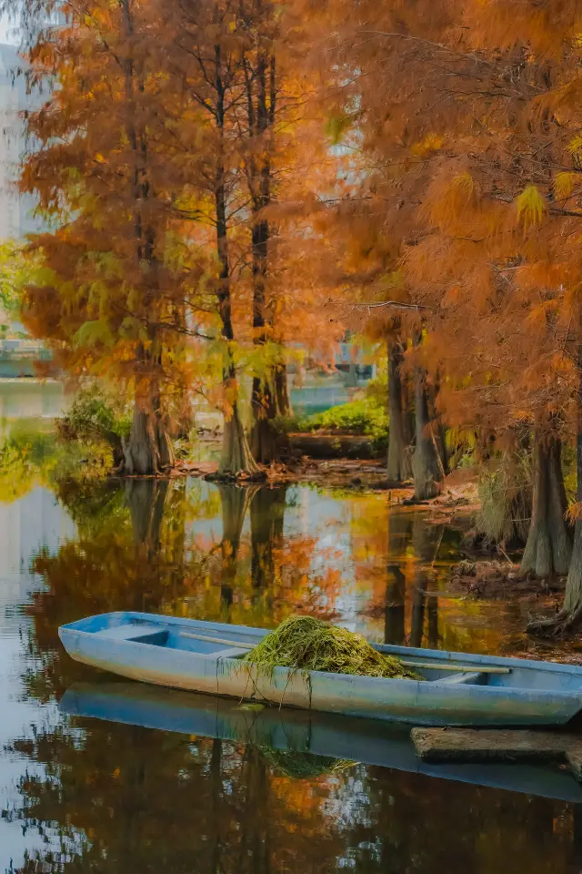 선전 낙우송 구경