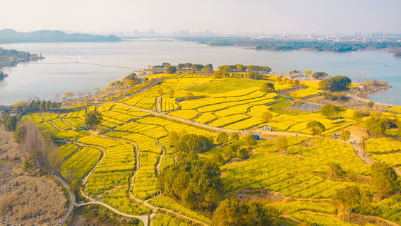 Rapeseed Flower Viewing in Wuhan
