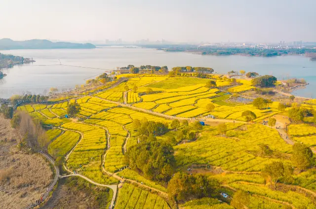 Rapeseed Flowers Viewing in Wuhan