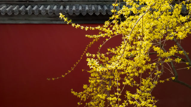 Winter Jasmine Viewing in Beijing