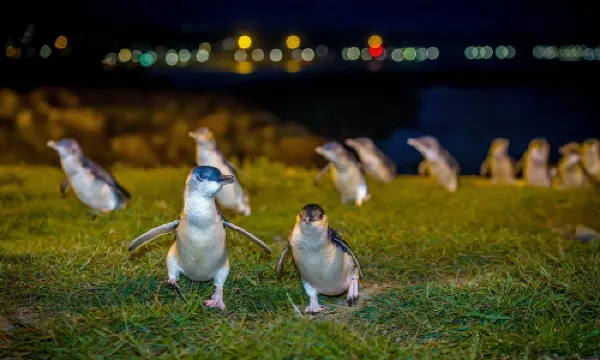 Oamaru Blue Penguin Colony