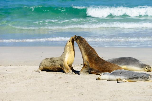 Seal Bay