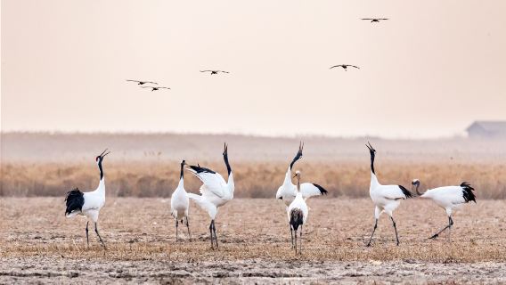 Vogels spotten in Yancheng