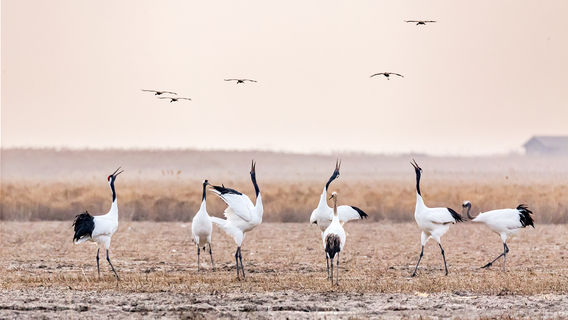 Birdwatching in Yancheng