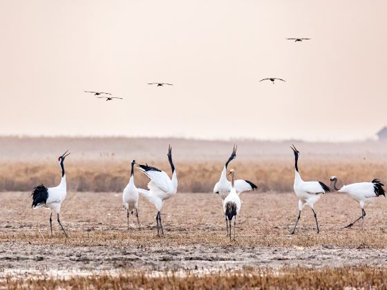 Yancheng Wetland National Nature Reserve Rare Birds