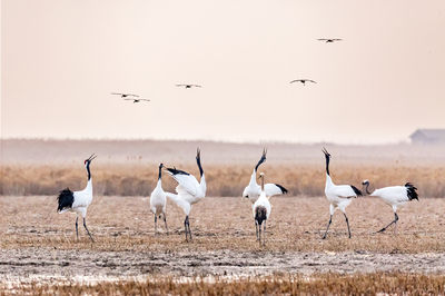 Bird Watching in Yancheng