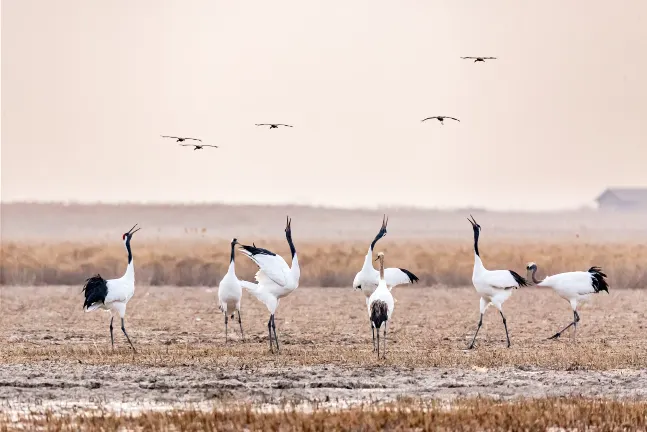 Flug nach Yancheng