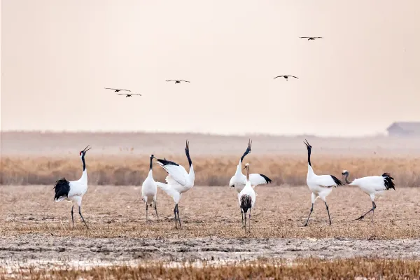 Flug nach Yancheng