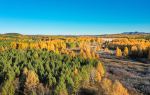 Saihanba Birch Forest