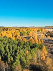 Saihanba Birch Forest