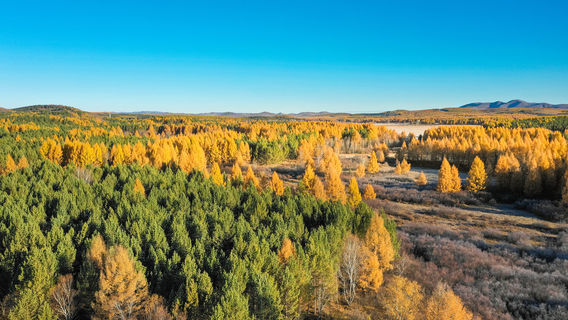 Saihanba Birch Forest