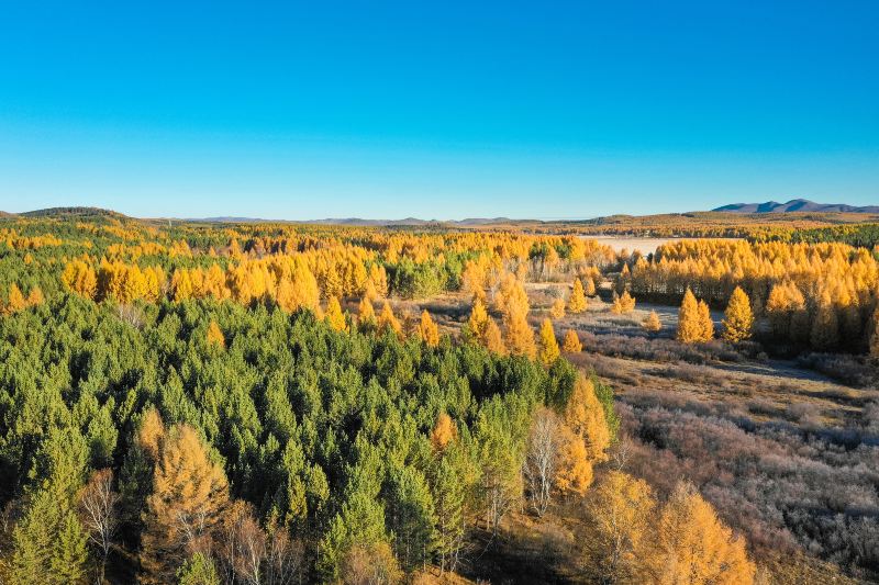 Saihanba Birch Forest