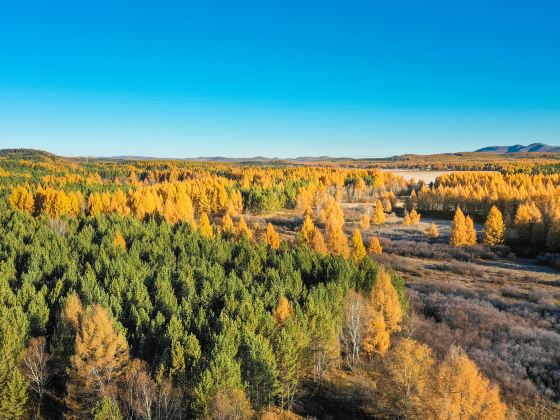 Saihanba Birch Forest