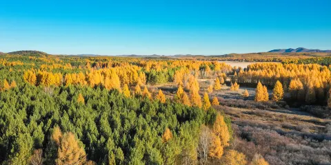 太陽湖風景區-白樺林