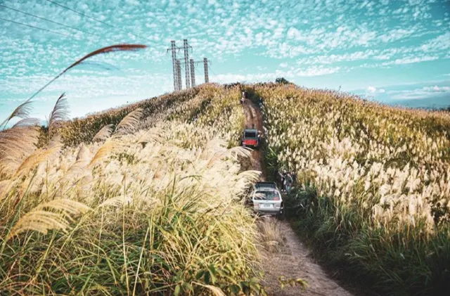 新北三角埔頂山三角點 芒草