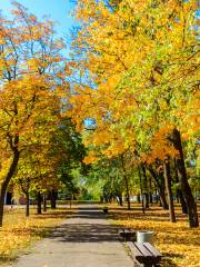 Ditan Park Ginkgo Avenue