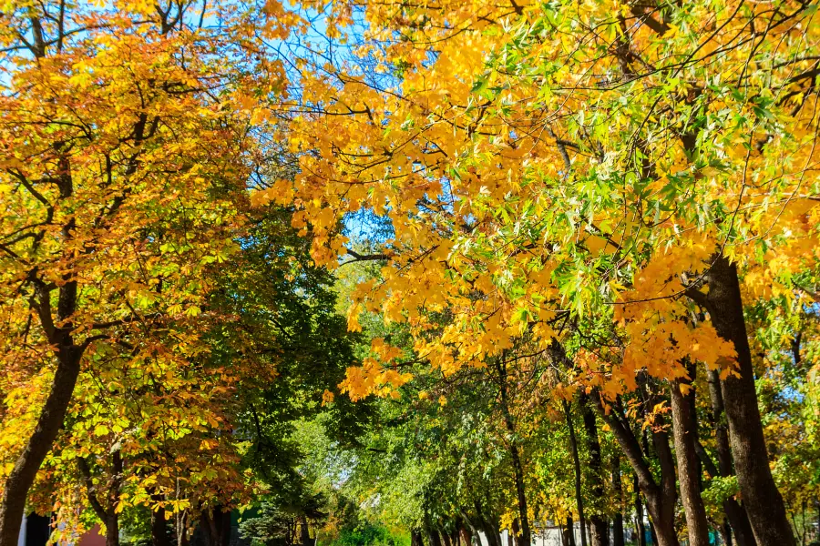 Ditan Park Ginkgo Avenue