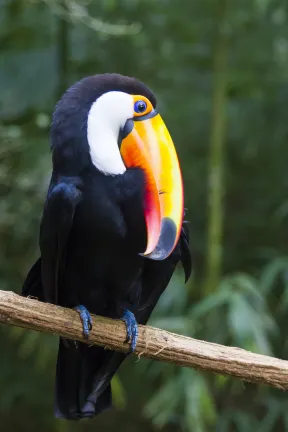 Vuelos a Foz de Iguazú TUI fly Belgium