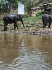 Thai Elephant Home