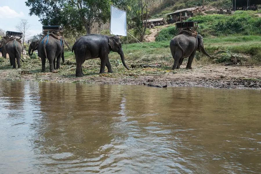 Thai Elephant Home