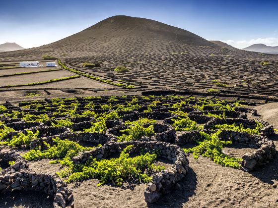 Bodega La Geria