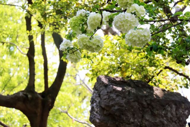 Lion Forest Garden
