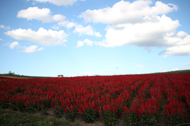 富良野　かんのファーム