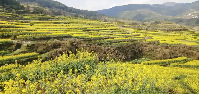 Rapeseed Flowers Viewing in Wuyuan