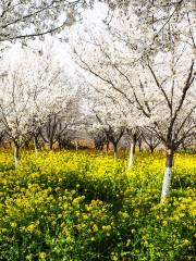 櫻花園