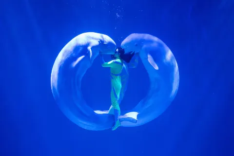 Harbin Polarland·Polarland