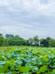 Dongguan Lotus Pond