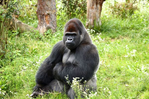 flyg Kilimanjaro till Kigali