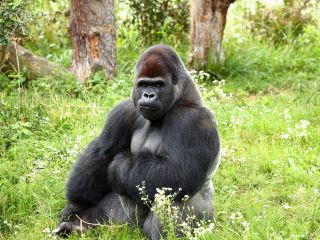 Voli diretti per Kigali