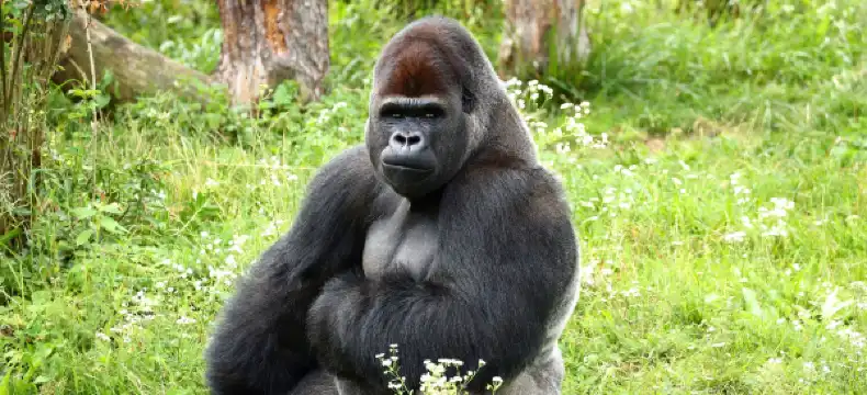 โรงแรมในคิกาลี