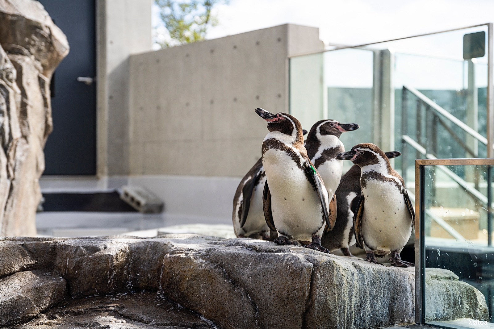 神戸ポートミュージアム AQUARIUM×ART átoa 入場Eチケット＋神戸1日周遊バス乗車券 予約