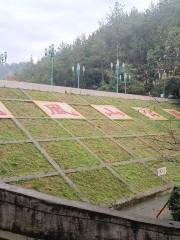 Fenghuangshan Forest Park