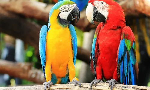 Montecasino Bird Gardens