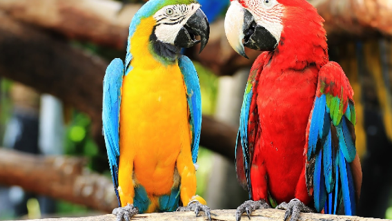 Montecasino Bird Gardens