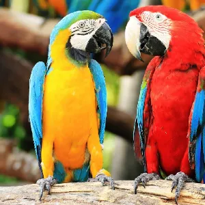 Montecasino Bird Gardens