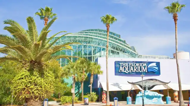Hotels near The Florida Aquarium
