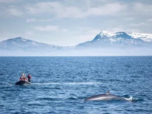 Whale Watching Reykjavík
