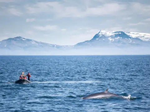 Reykjavik Whale Watching