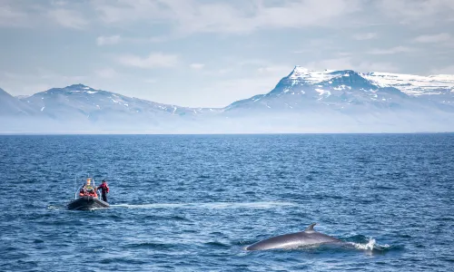 Reykjavik Whale Watching