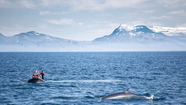 Reykjavik Whale Watching