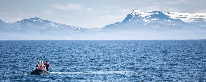 雷克雅未克觀鯨