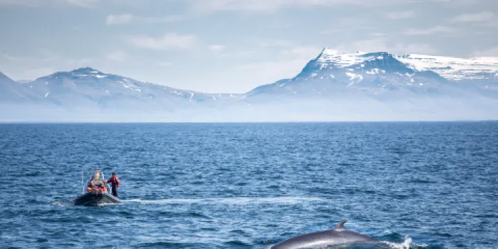 雷克雅未克觀鯨