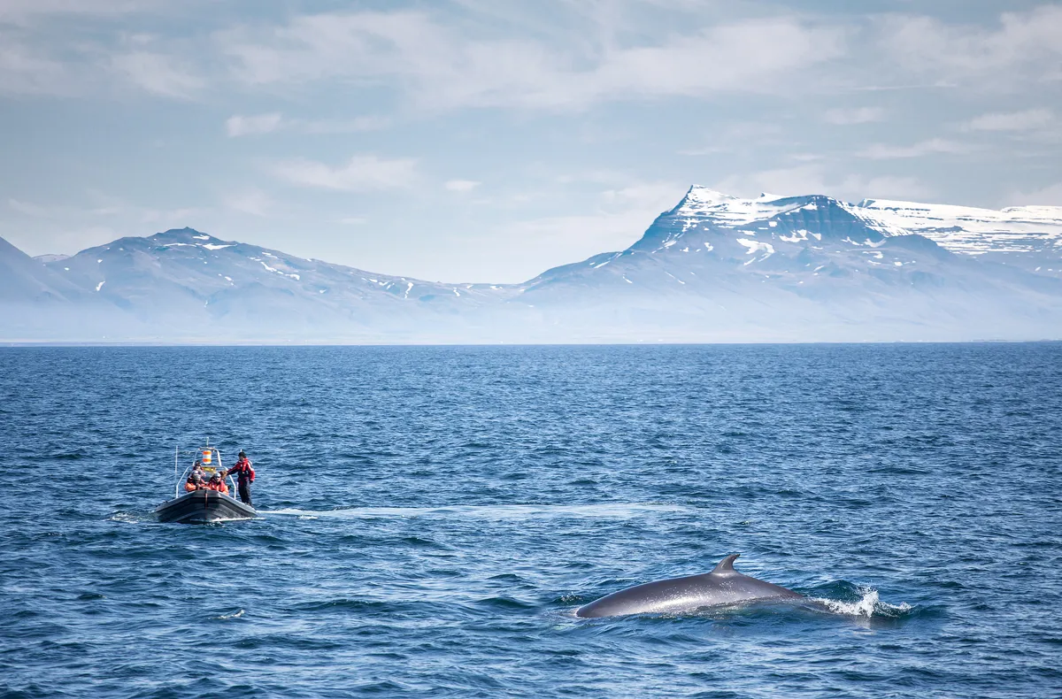 Reykjavik Whale Watching