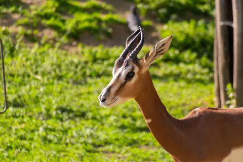 布達佩斯動物園和植物園
