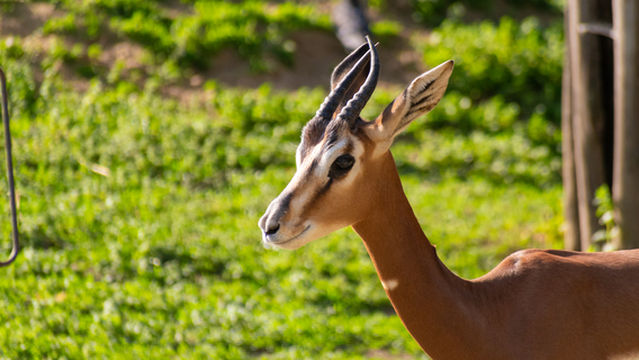 Budapest Zoo & Botanical Garden