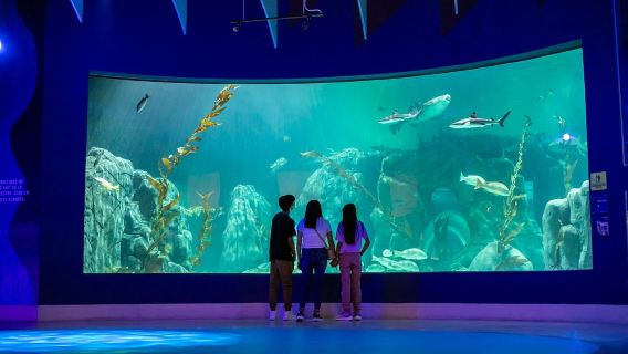 ACUARIO MICHIN CDMX